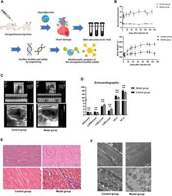 RNA Sequencing of Cardiac in a Rat Model Uncovers Potential Target LncRNA of Diabetic Cardiomyopathy